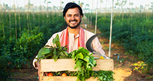 Maximize Crop Efficiency with the Right Harvesting Tools and Equipment