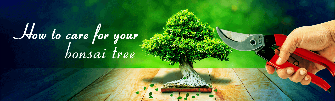 How to take care of your Bonsai tree