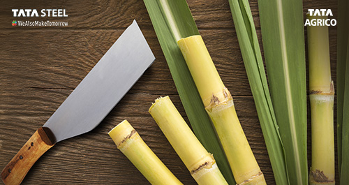 Cane Chopper vs. Traditional Harvesting: Which Saves More Time and Money?