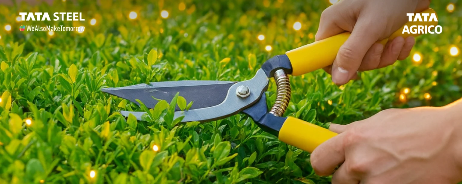 Trim, Shape, and Shine: The Role of Pruning Secateurs in Your Festive Garden Makeover