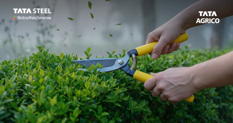 Winter Garden Care Made Easy: Why Pruning Secateurs Are Essential for Strong Spring Growth